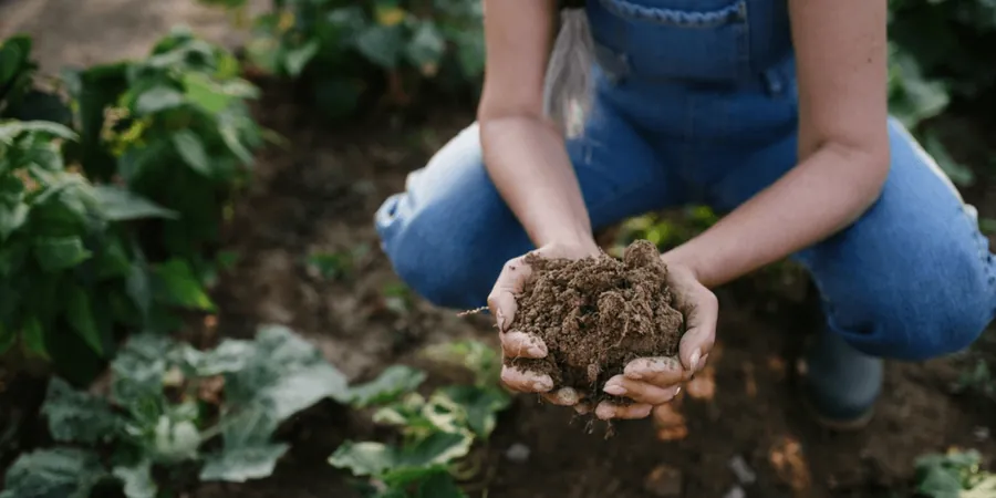 Imagen ilustrativa de Suelos organicos en Zaragoza